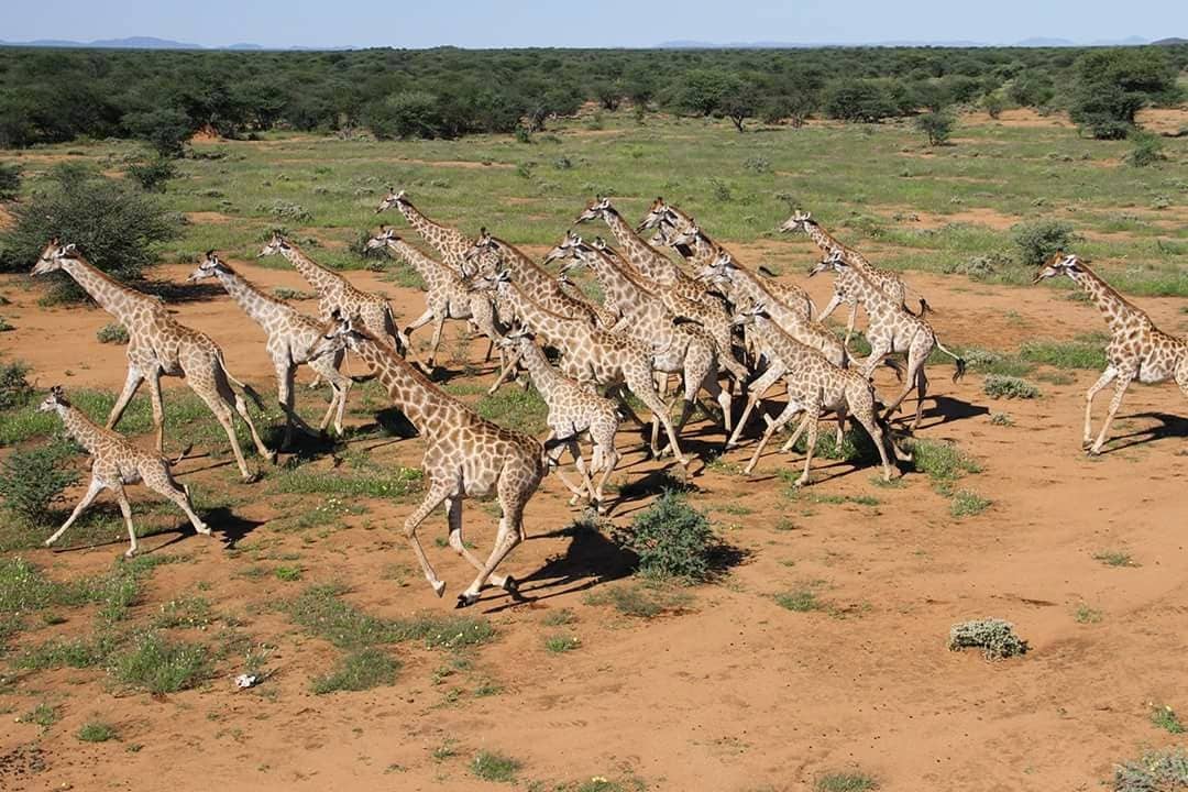 Etosha National Park